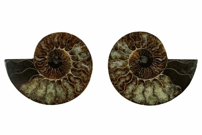 Cut & Polished, Agatized Ammonite Fossil - Madagascar #344099
